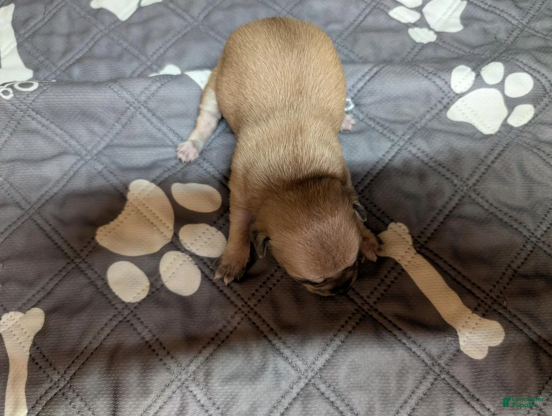 Chihuahua dogs for sale: Arrow - Ad 2