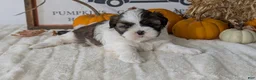Shih Tzu dogs for sale: Koko - Ad 7