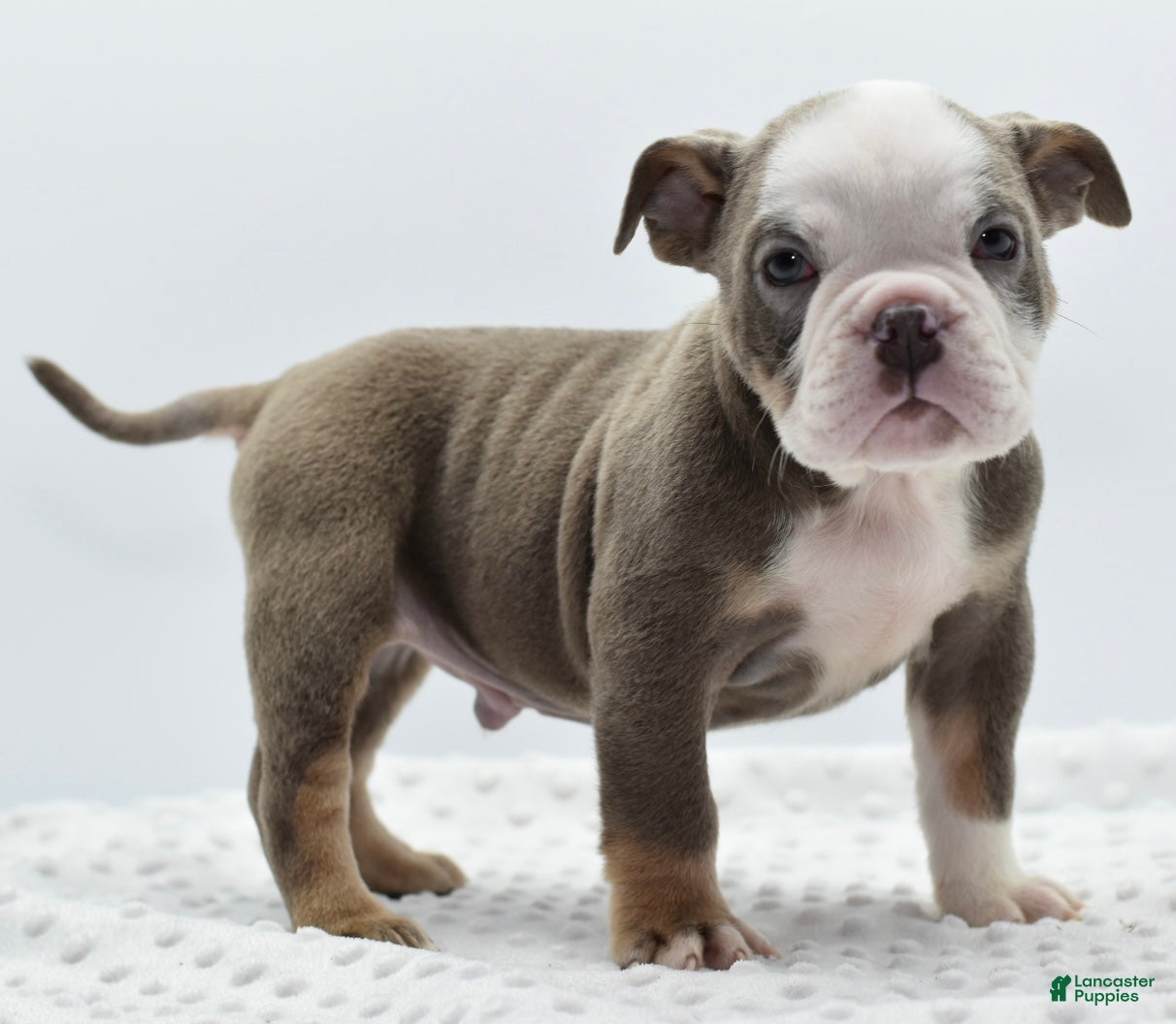 Mixed Breed dogs Turbo Merle blue eyes - Ad 2