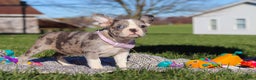 Frenchton dogs for sale: Lucy - Ad 10