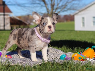 Frenchton dogs Lucy - Ad 22