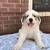 Great Pyrenees dogs Great Pyrenees 8 - Ad 1
