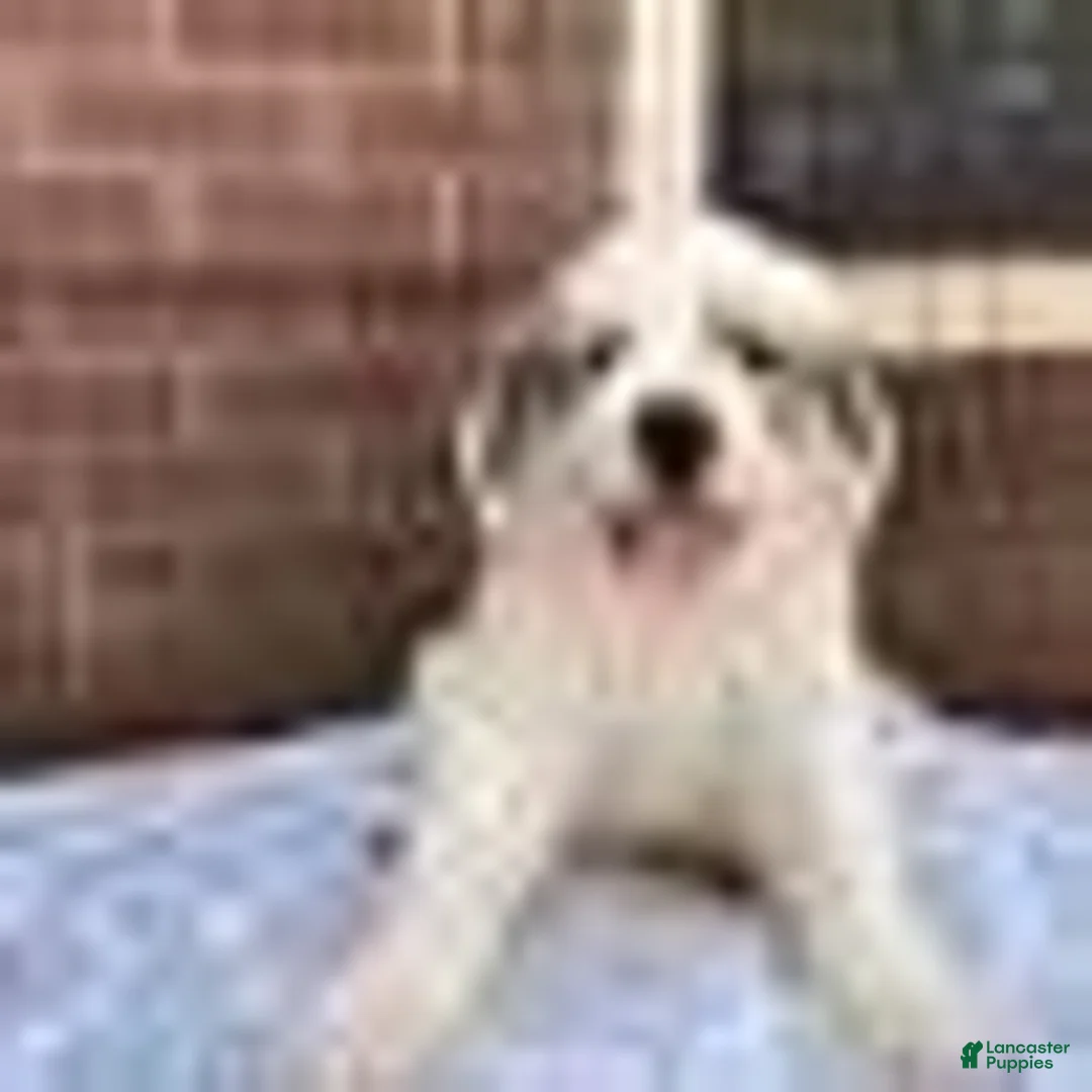 Great Pyrenees dogs for sale: Great Pyrenees 8 - Ad 1