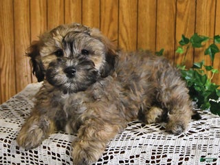 Shihpoo dogs - Ad 41