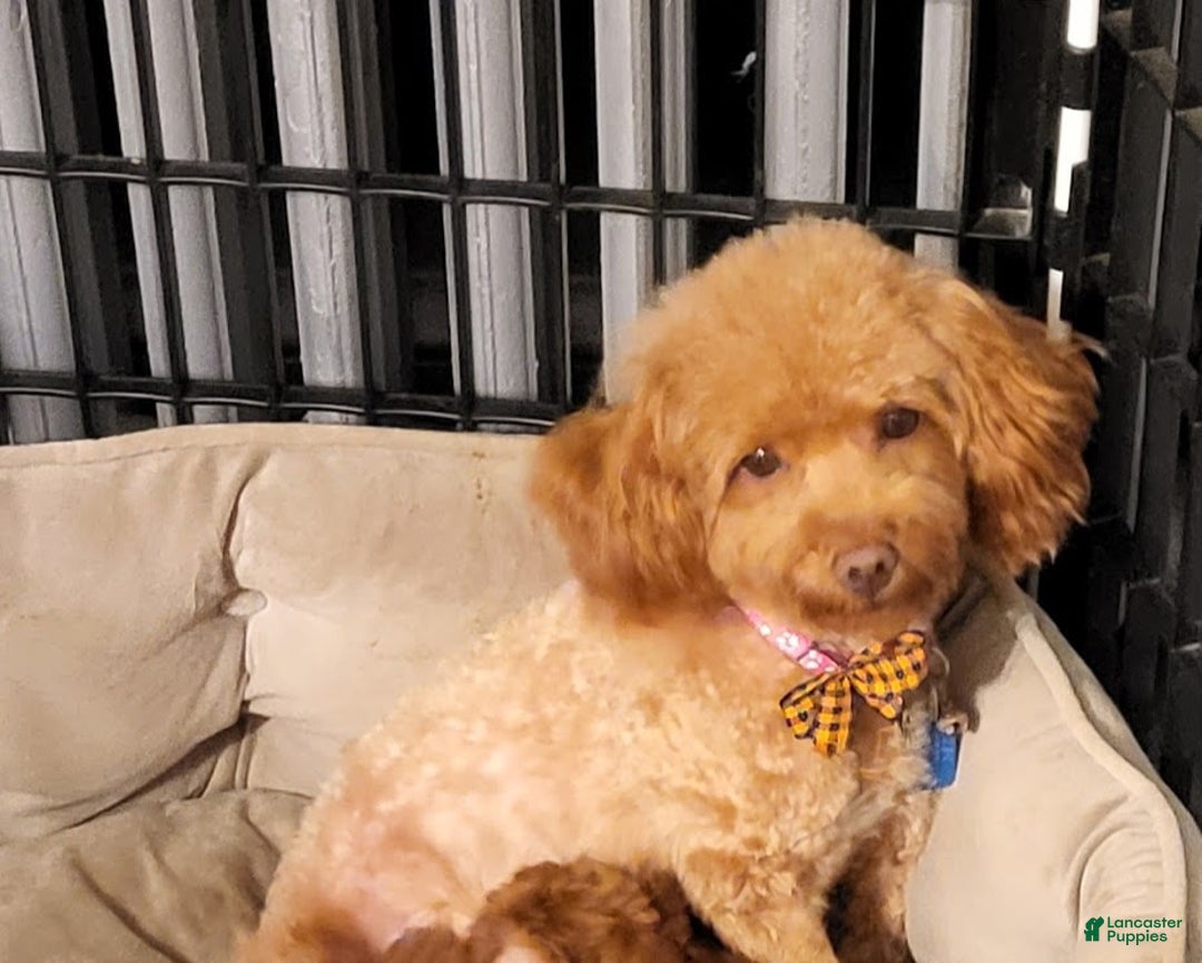 Mini Goldendoodle dogs for sale: Mini Goldendoodle Puppy 5 - Ad 3