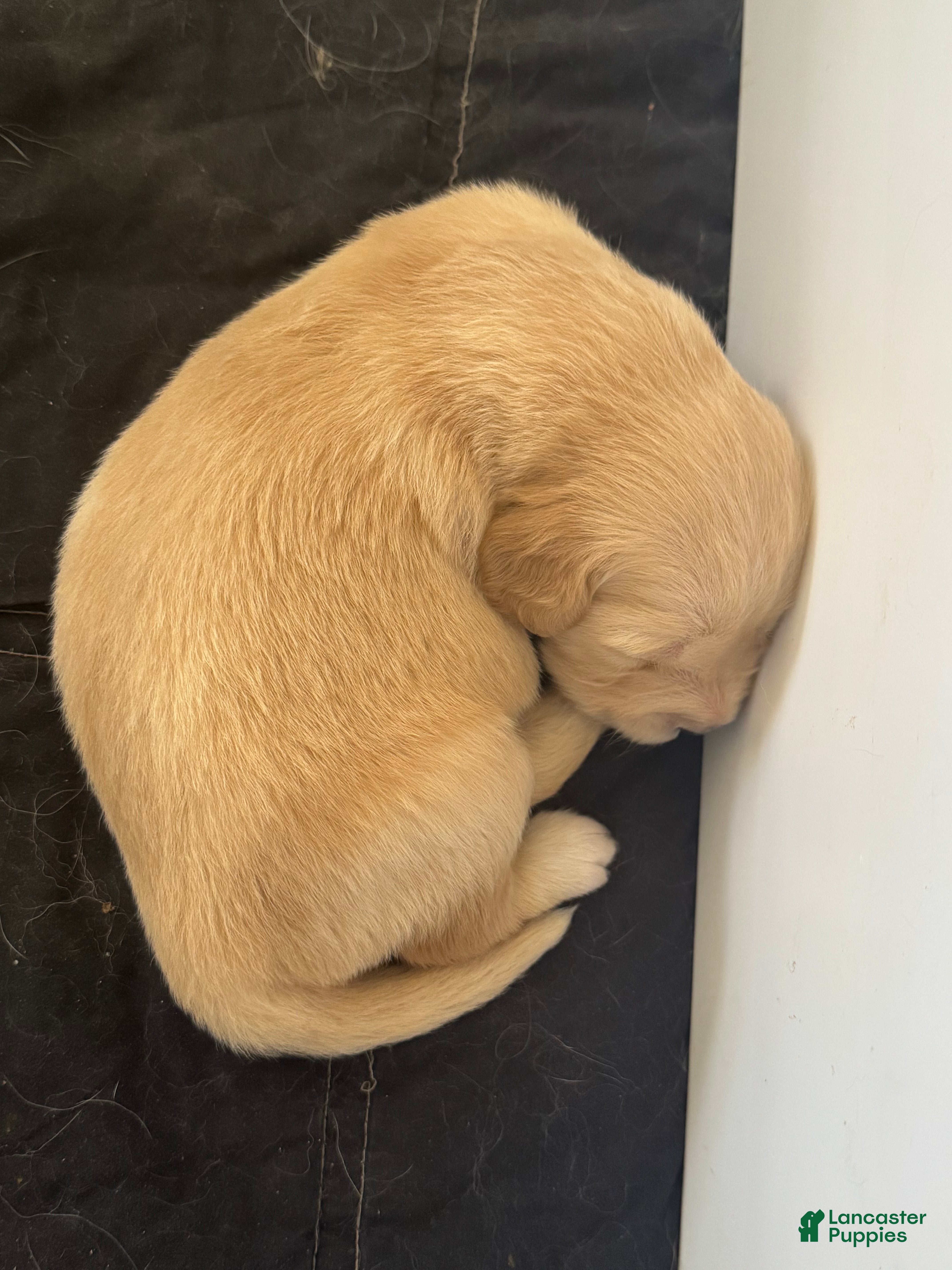 Golden Retriever dogs for sale: Golden Retriever Puppy 6 - Ad 1