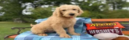 Labradoodle dogs for sale: Carol (Girl) - Ad 4