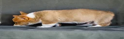 Welsh Corgi Pembroke dogs for sale: Biscuit - Ad 3