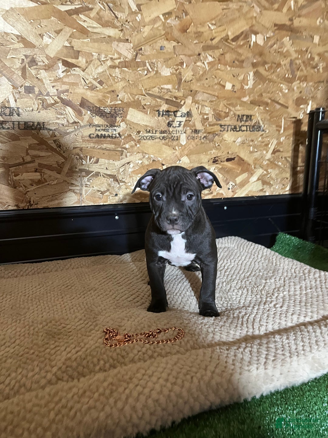 American Bully dogs for sale: Nova - Ad 2