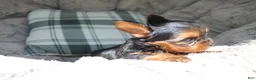 Yorkshire Terrier dogs for sale: Milo  - Ad 6