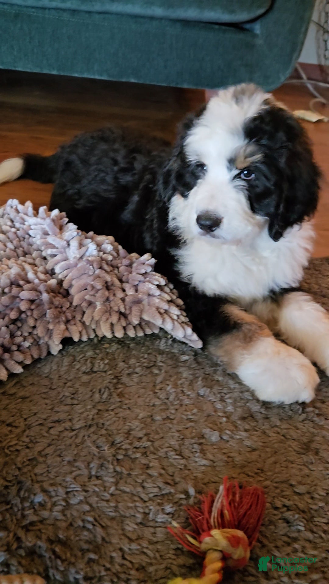 Bernedoodle dogs Bernedoodle 1 Blue Collar  - Ad 10