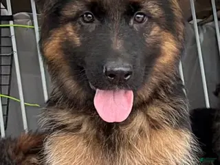 German Shepherd dogs Willie-Male - Ad 35