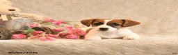 Jack Russell Terrier dogs for sale: Riley - Ad 4