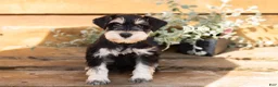 Miniature Schnauzer dogs for sale: Mason  - Ad 6