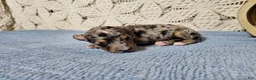 Mini Goldendoodle dogs for sale: Pepper - Ad 7