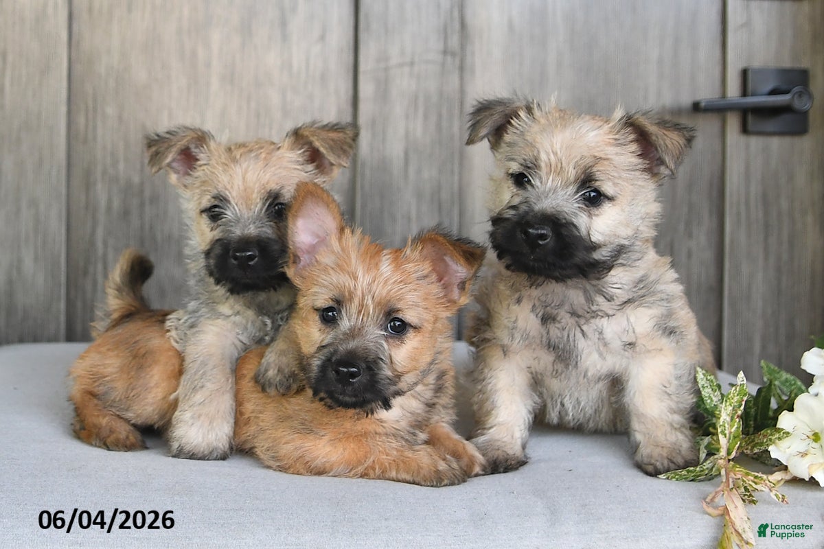 Cairn Terrier dogs for sale: Jody - Ad 3