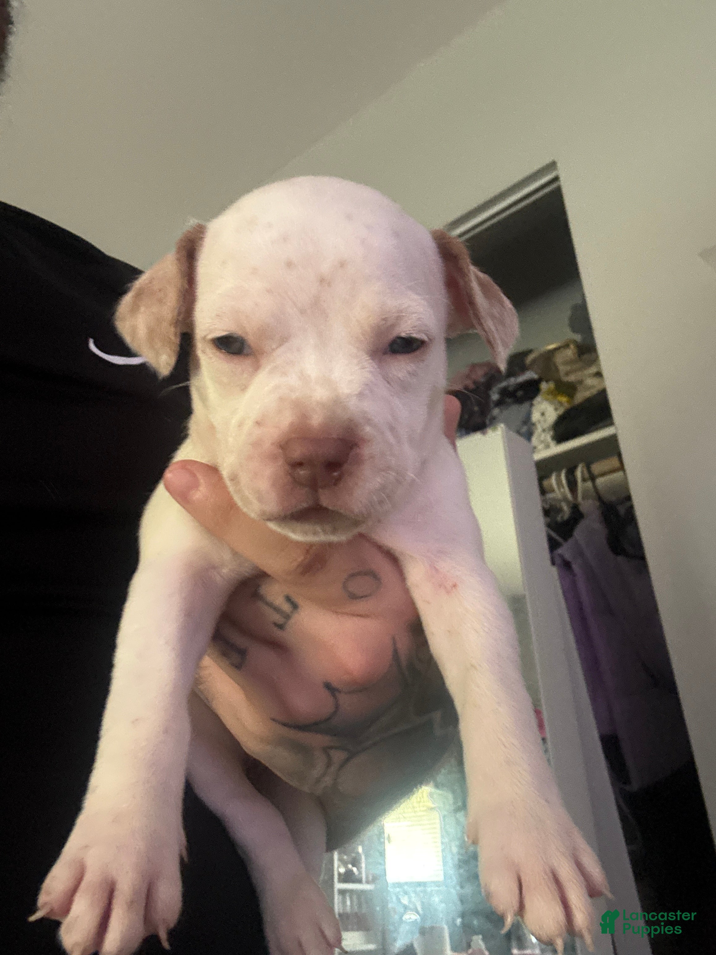 Mixed Breed dogs Mixed Breed 9 - Ad 28