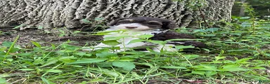 Hunter