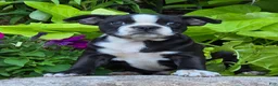 Boston Terrier dogs for sale: Rosie - Ad 1