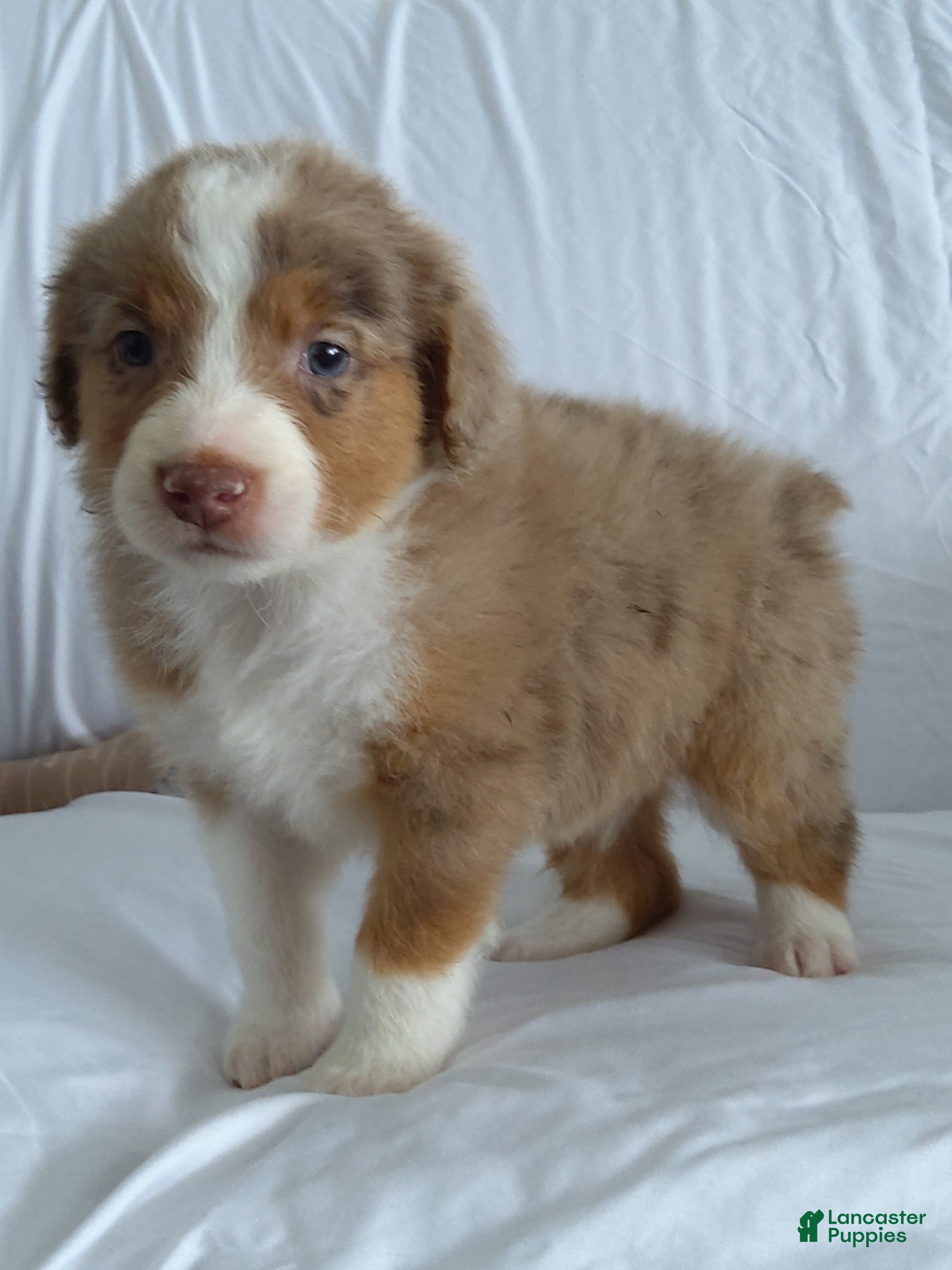 Aussiedoodle dogs Chan - Ad 11