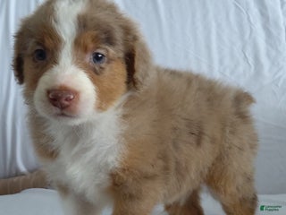 Aussiedoodle dogs Chan - Ad 5