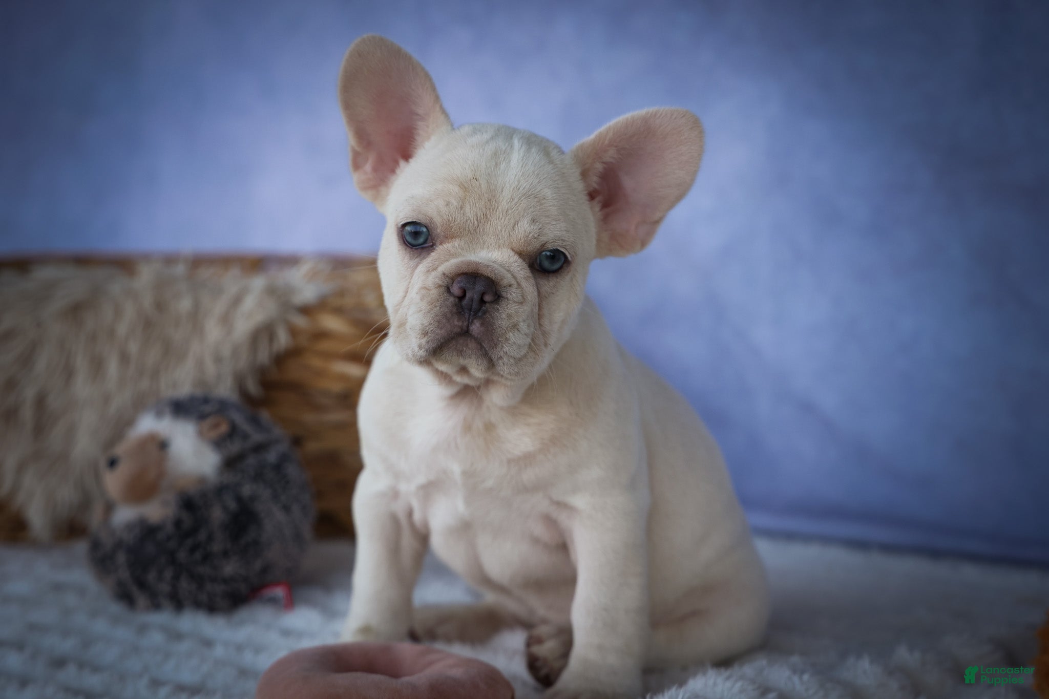 French Bulldog dogs for sale: Tansy🌸 - Ad 1