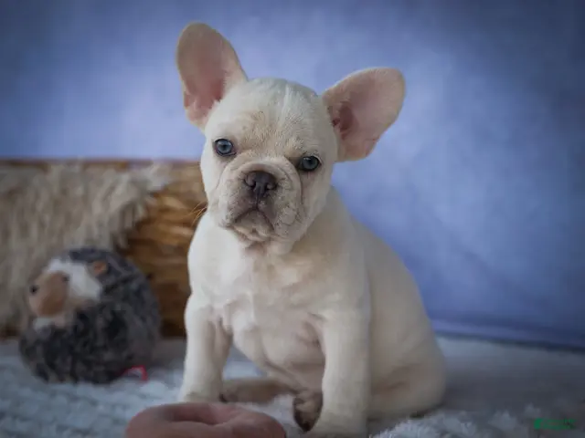 French Bulldog dogs for sale: Tansy🌸 - Ad 1