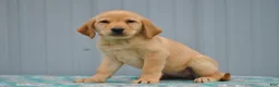 Labrador Retriever dogs for sale: Carmen - Ad 3