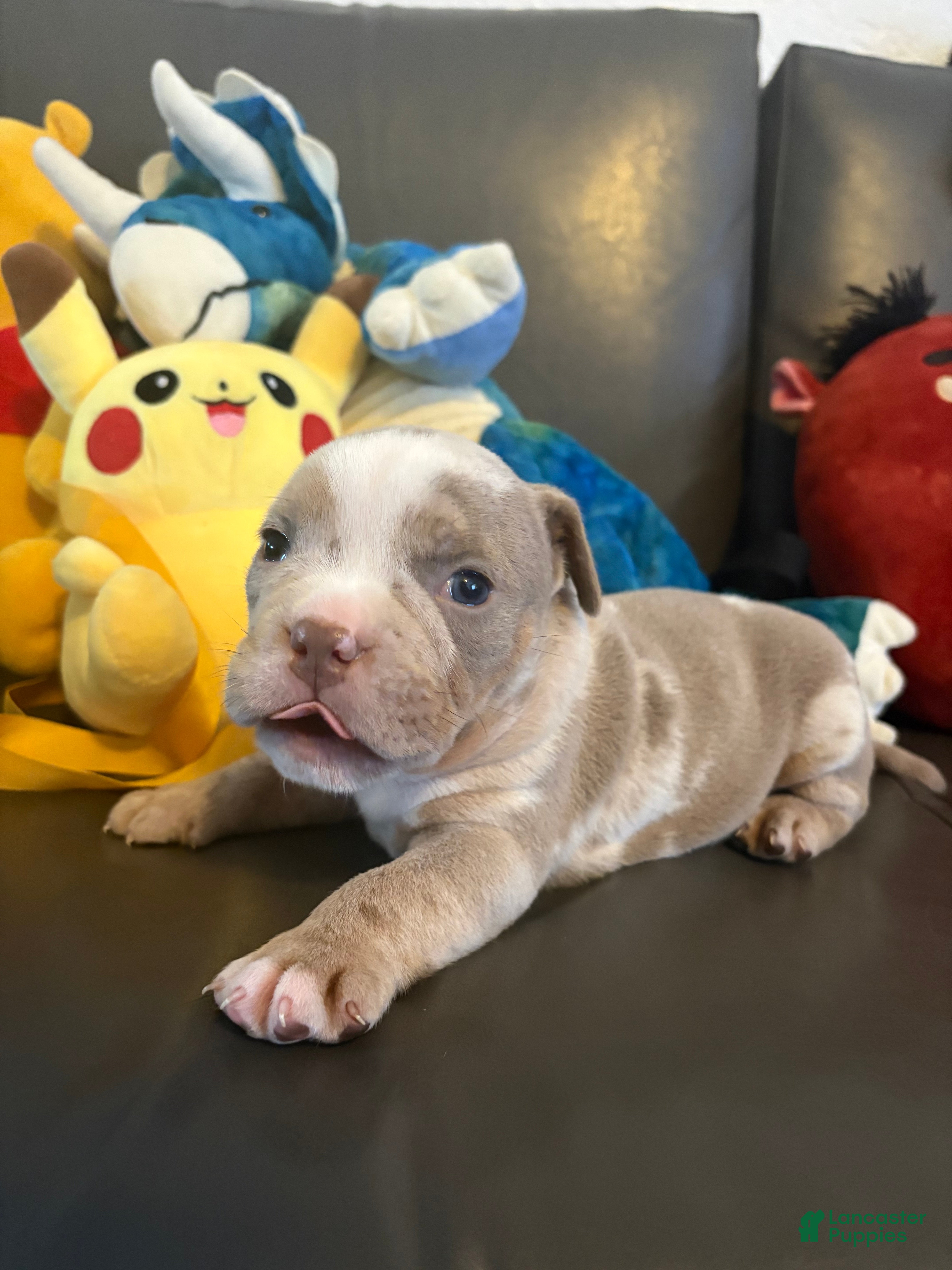American Bully dogs American Bully 3 - Ad 14