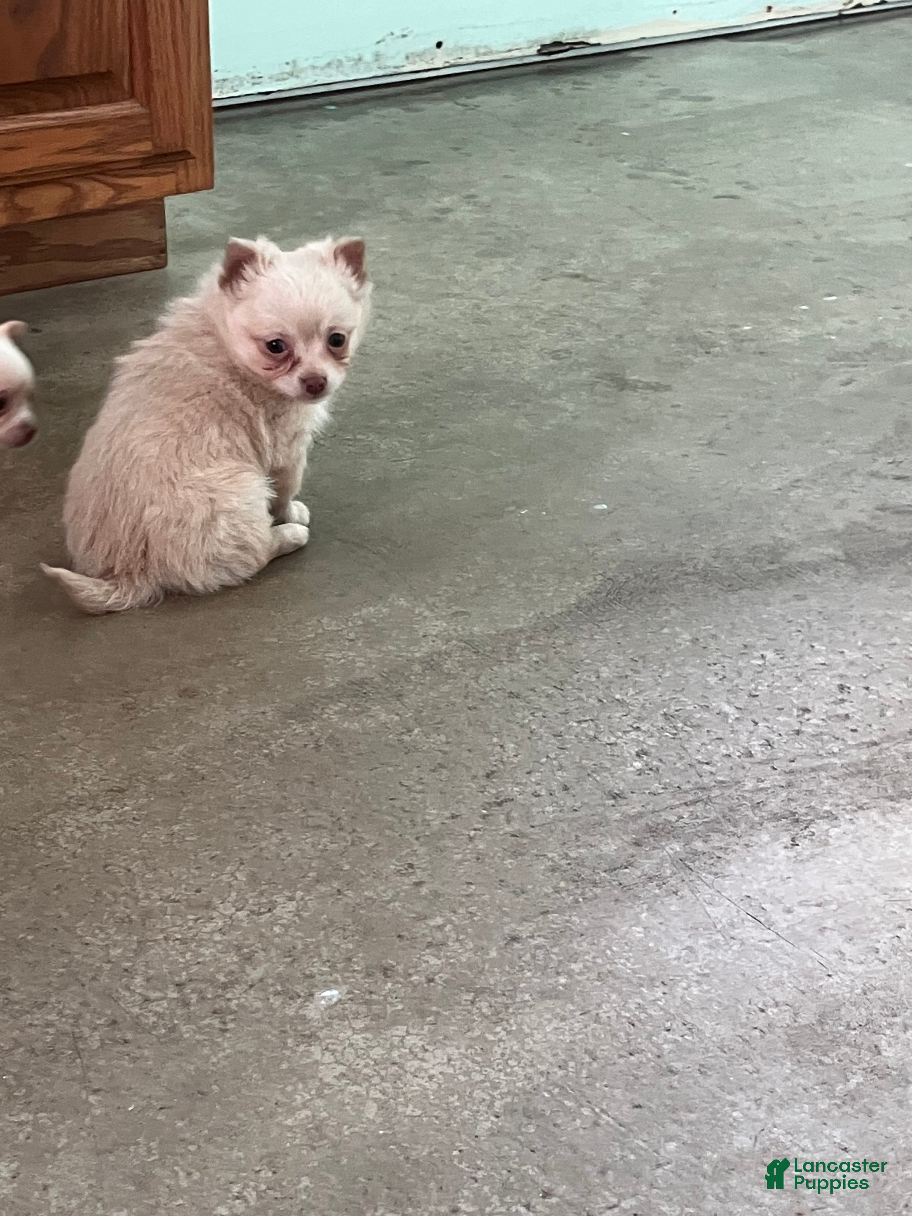 Chihuahua dogs Fuzz Ball - Ad 38