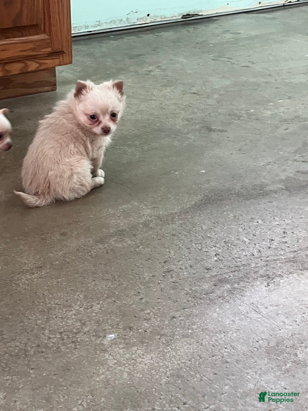 Chihuahua dogs for sale: Fuzz Ball - Ad 1