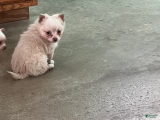 Chihuahua dogs Fuzz Ball - Ad 22