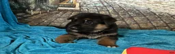 German Shepherd dogs for sale: Betty - Ad 7
