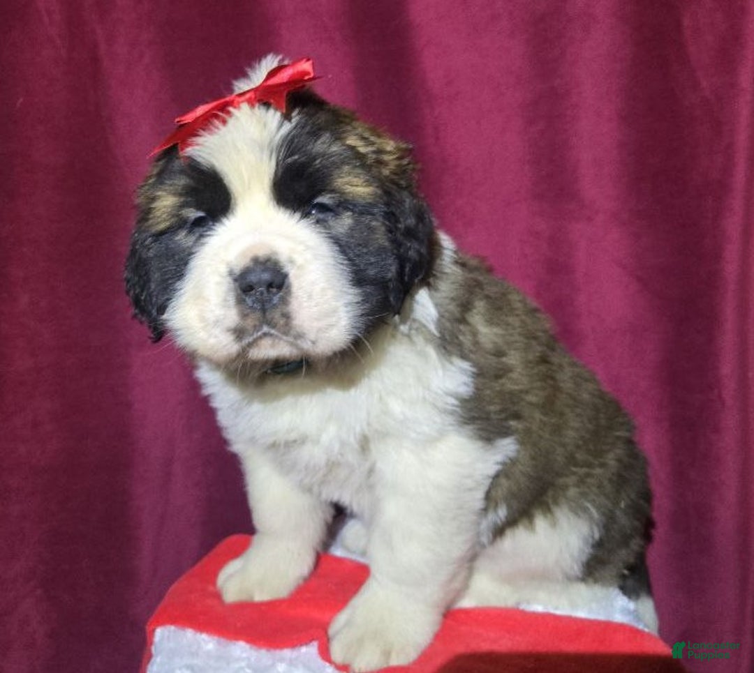 Saint Bernard dogs for sale: Chubby Chum - Ad 1