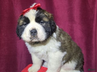 Saint Bernard dogs Chubby Chum - Ad 23
