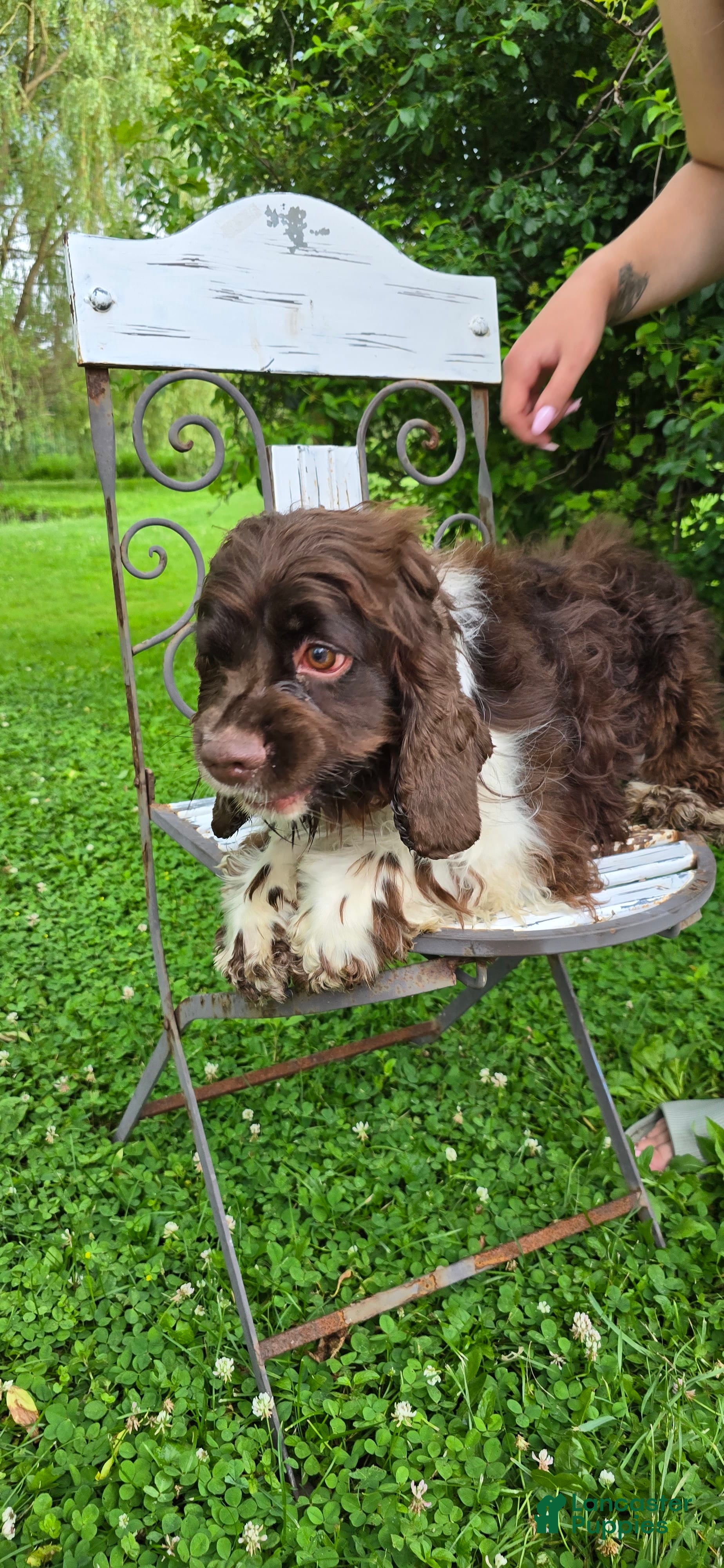 Cocker Spaniel dogs Benji - Ad 1