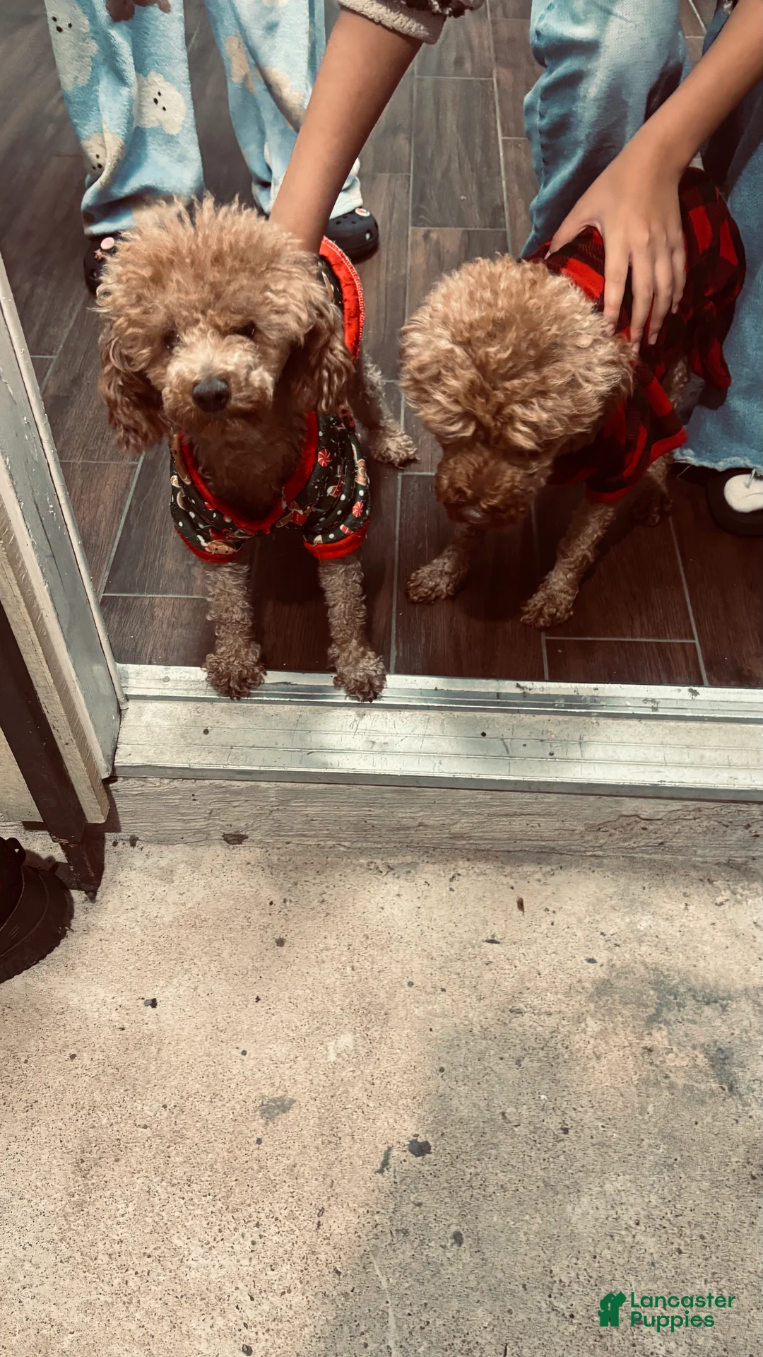Toy Poodle dogs for sale: Toy Poodle Puppy 2 - Ad 2