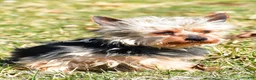 Yorkshire Terrier dogs for sale: Blossom - Ad 10