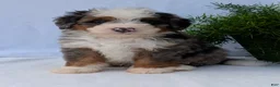 Mini Bernedoodle dogs for sale: Mini Louie  - Ad 21