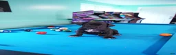 Cane Corso dogs for sale: Shuri - Ad 4