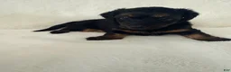 Dorkie dogs for sale: Sierra - Ad 3