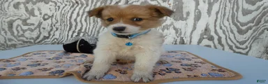 Jack Russell Terrier 3 Wilson