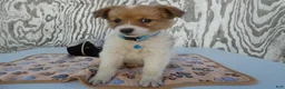 Jack Russell Terrier dogs for sale: Jack Russell Terrier 3 Wilson - Ad 1