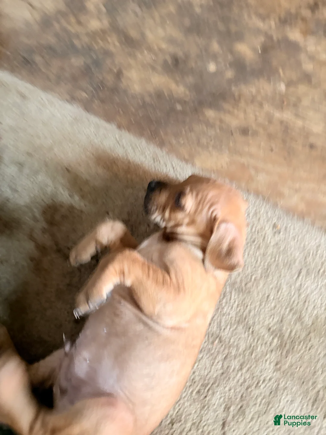 Mixed Breed dogs for sale: Smurf - Ad 4