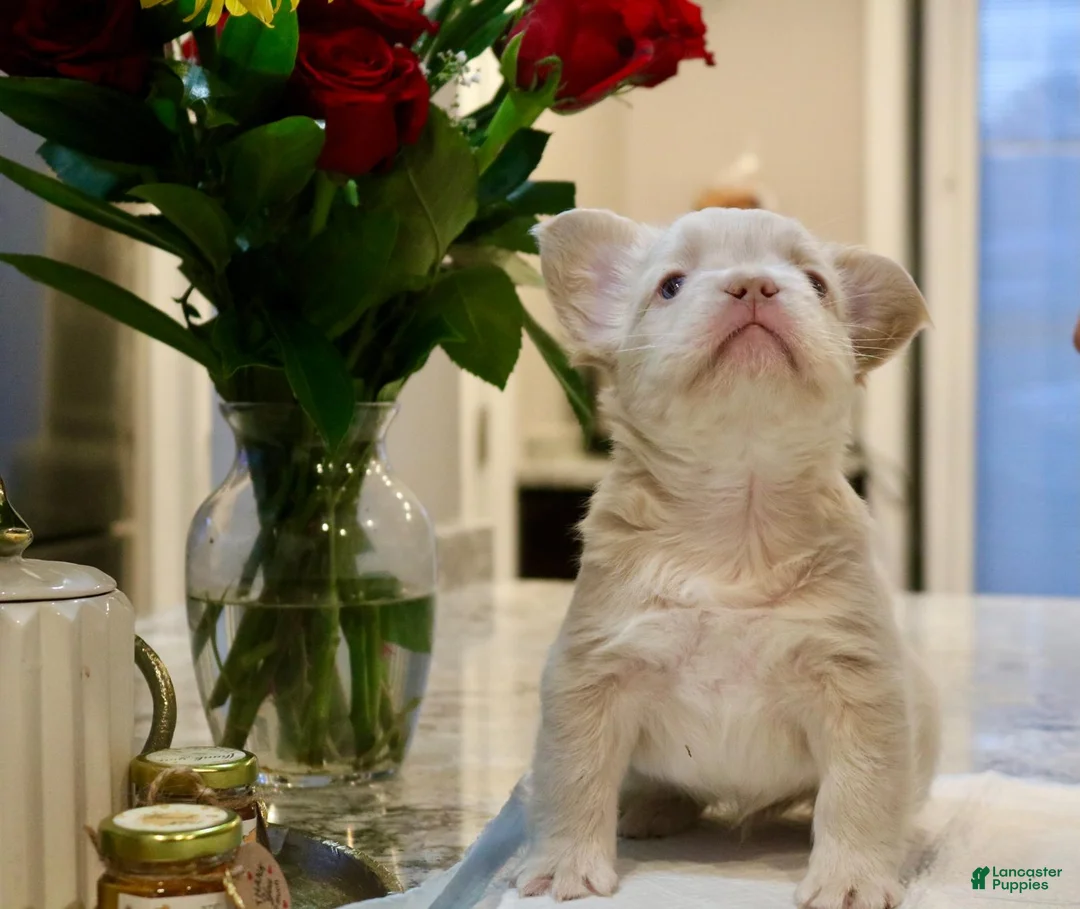 French Bulldog dogs for sale: Marshmello  - Ad 4
