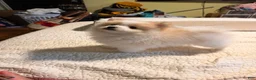Pomeranian dogs for sale: Bobito - Ad 3