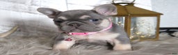 French Bulldog dogs for sale: Stacy - Ad 3