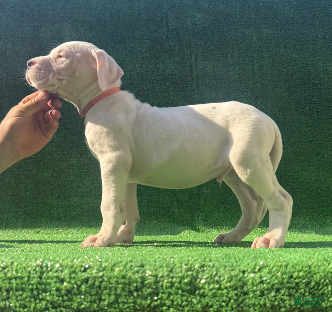 Dogo Argentino dogs for sale: Orange  - Ad 1