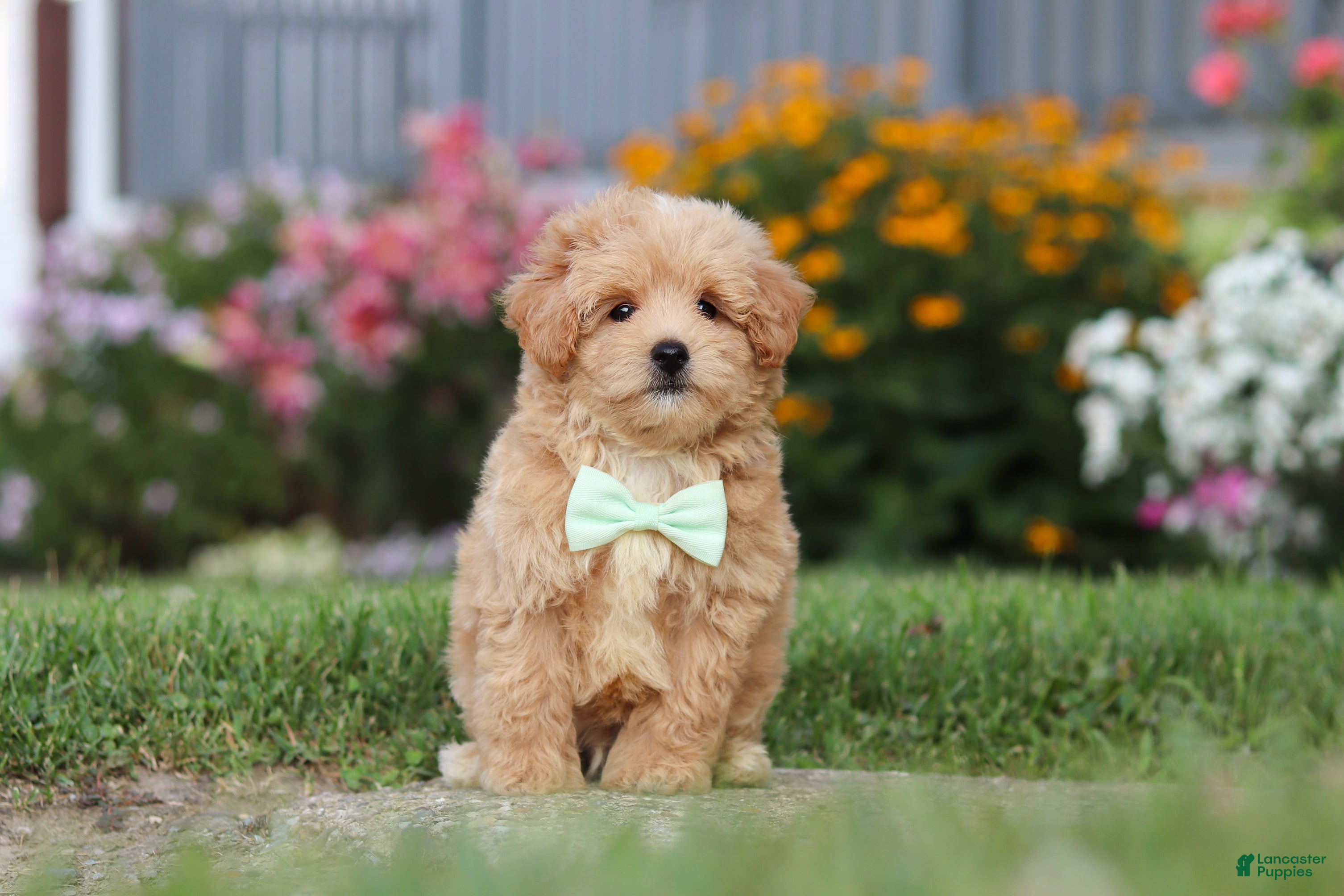 Maltipoo dogs Sailor - Ad 2
