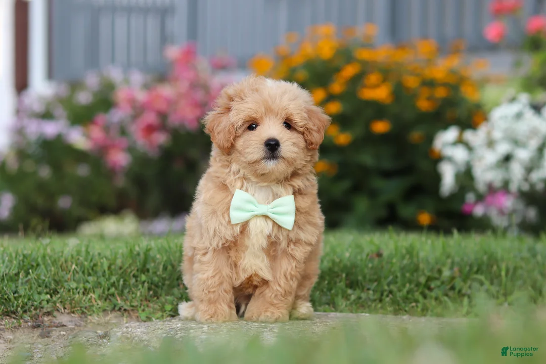 Maltipoo dogs for sale: Sailor - Ad 2